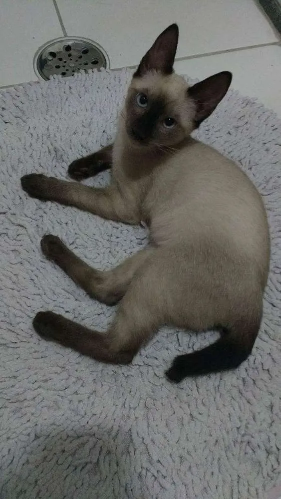 Gato ra a Siamês idade 2 a 6 meses nome Nino