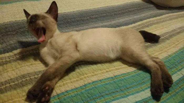 Gato ra a Siamês idade 2 a 6 meses nome Nino