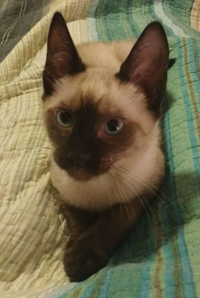 Gato ra a Siamês idade 2 a 6 meses nome Nino