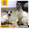 Pipoca e Paçoca