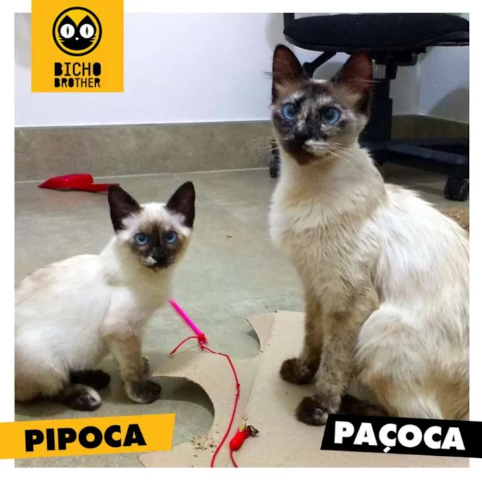 Gato ra a Siamês idade 2 a 6 meses nome Pipoca e Paçoca