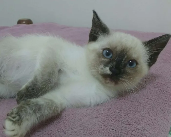 Gato ra a Siamês idade 2 a 6 meses nome Pipoca e Paçoca