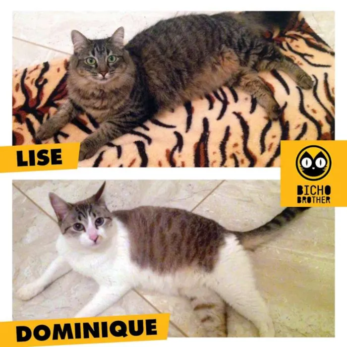 Gato ra a SRD idade 2 anos nome Lise e Dominique