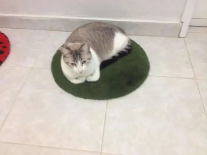 Gato ra a SRD idade 2 anos nome Lise e Dominique