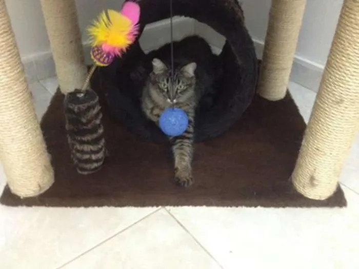 Gato ra a SRD idade 2 anos nome Lise e Dominique