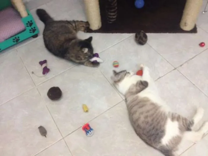 Gato ra a SRD idade 2 anos nome Lise e Dominique