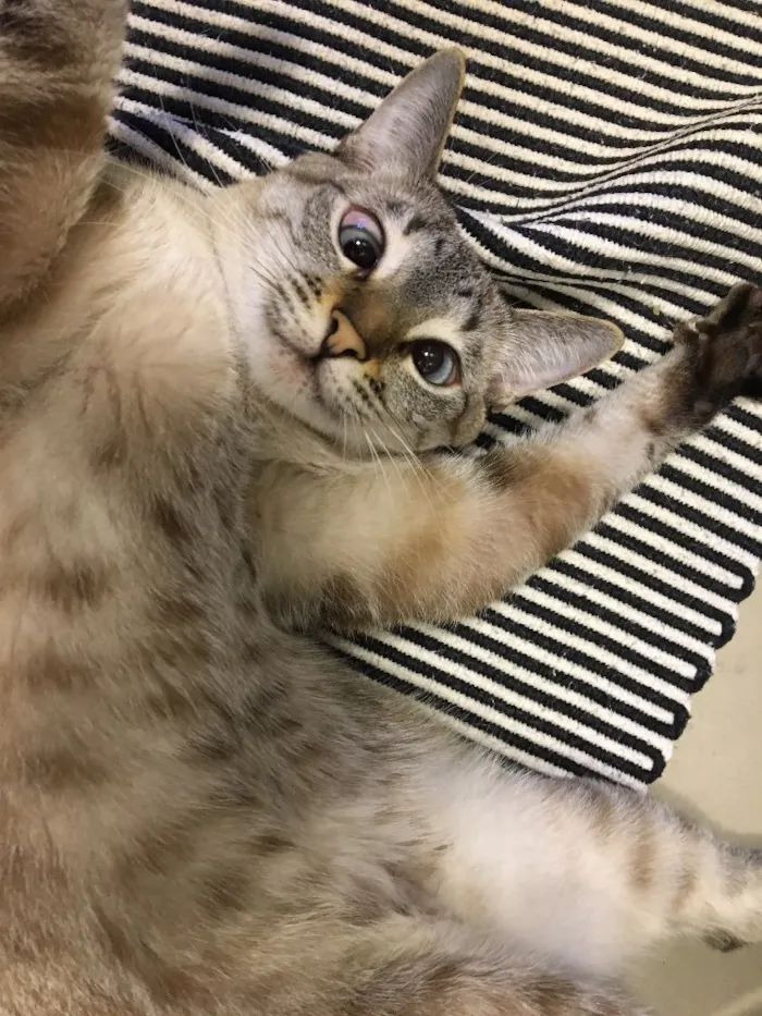 Gato ra a SRD idade 1 ano nome Greta