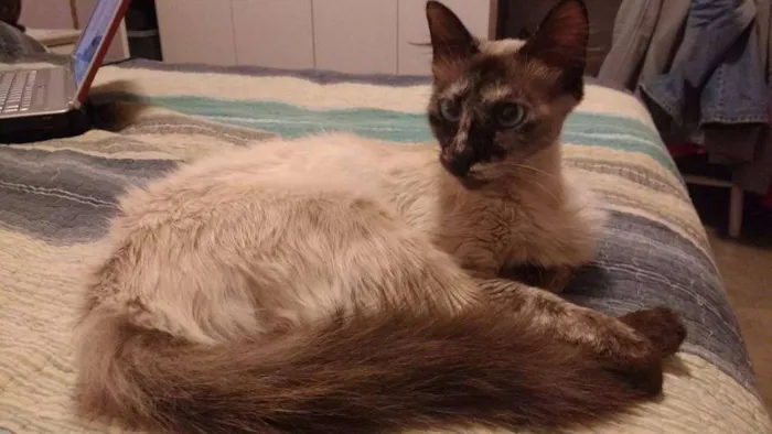 Gato ra a Siamês idade 2 a 6 meses nome Pipoca e Paçoca