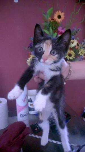 Gato raça Felino  idade Abaixo de 2 meses nome Manchinha 