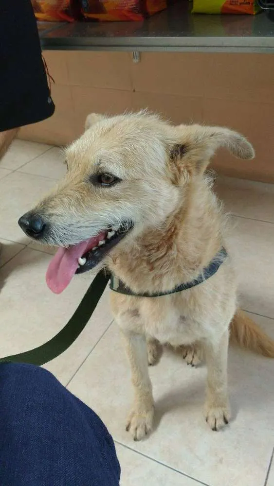 Cachorro ra a SRD idade 2 anos nome Nando
