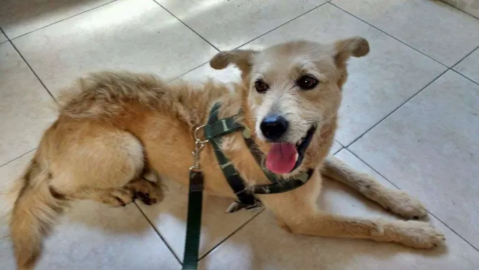 Cachorro ra a SRD idade 2 anos nome Nando