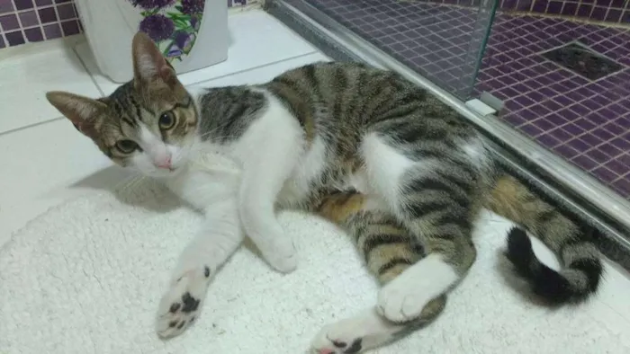 Gato ra a SRD idade 2 a 6 meses nome Suri