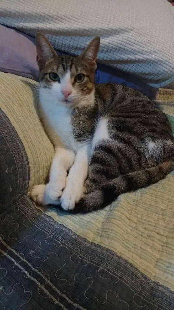 Gato ra a SRD idade 2 a 6 meses nome Suri