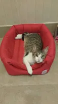 Suri