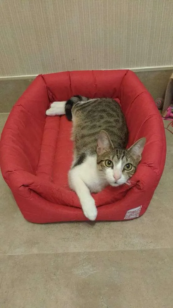 Gato ra a SRD idade 2 a 6 meses nome Suri