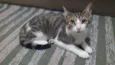 Suri