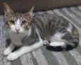 Suri