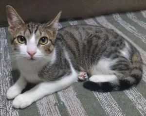 Gato raça SRD idade 2 a 6 meses nome Suri