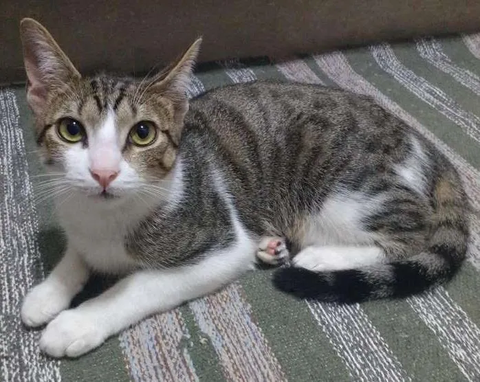 Gato ra a SRD idade 2 a 6 meses nome Suri