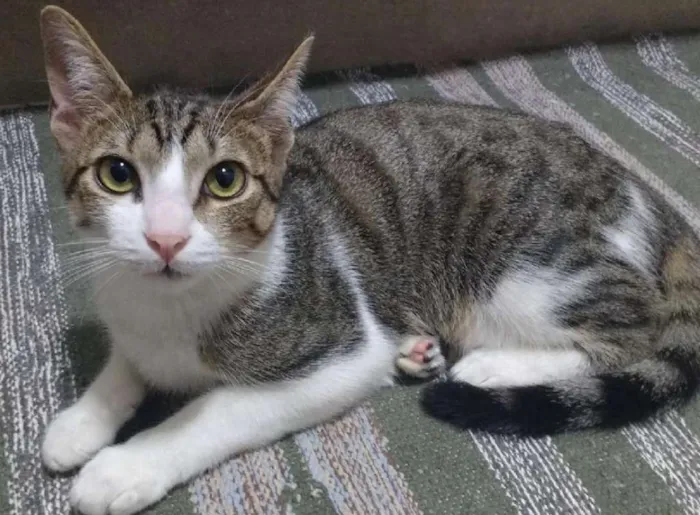 Gato ra a SRD idade 2 a 6 meses nome Suri