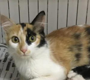 Gato raça SRD idade 2 a 6 meses nome Amanda