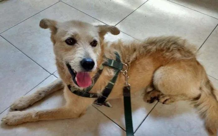 Cachorro ra a SRD idade 2 anos nome Nando