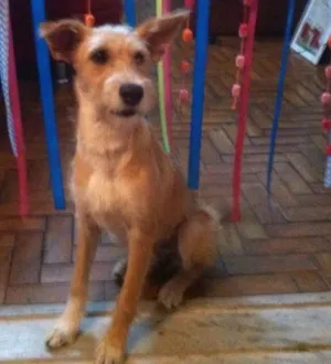Cachorro raça SRD idade 7 a 11 meses nome Guria