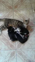 pipoca
