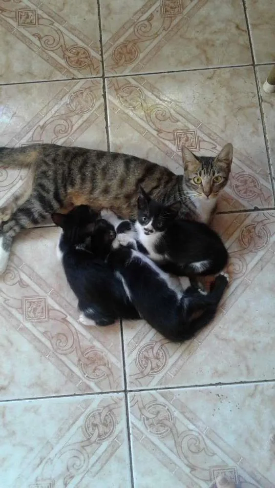 Gato raça SRD idade Abaixo de 2 meses nome pipoca