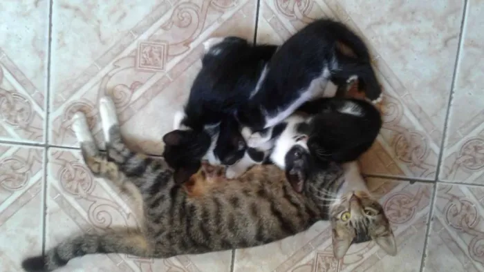 Gato raça gato idade Abaixo de 2 meses nome marcimelo