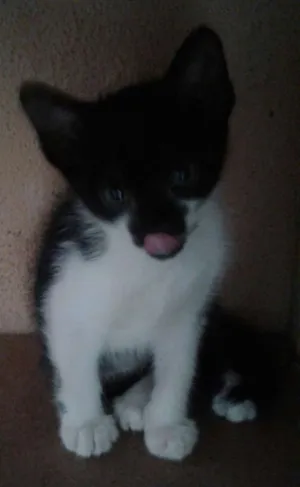 Gato raça SRD idade Abaixo de 2 meses nome amendoim