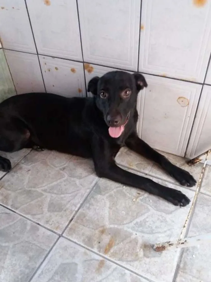 Cachorro ra a vira lata  idade 6 ou mais anos nome maya