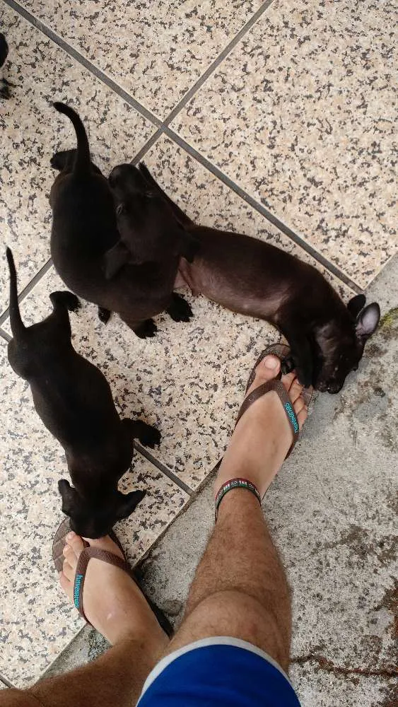 Cachorro ra a Mestiça idade Abaixo de 2 meses nome Sem nome