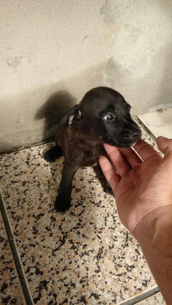 Cachorro ra a Mestiça idade Abaixo de 2 meses nome Sem nome