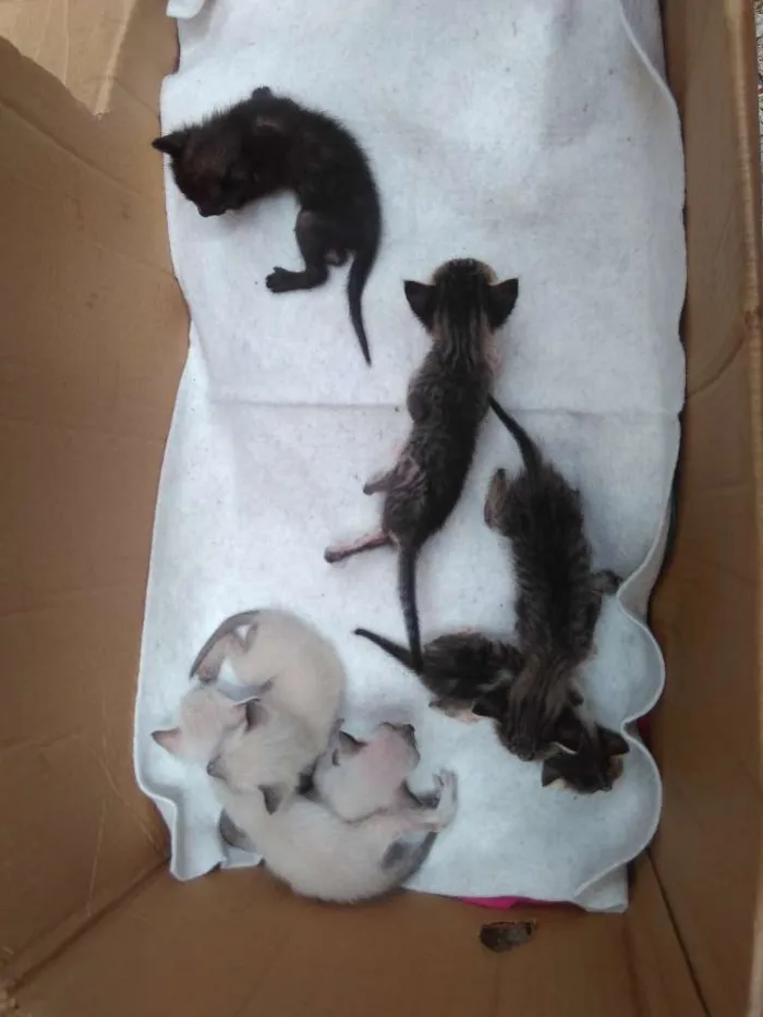 Gato ra a  idade Abaixo de 2 meses nome Sem nomes