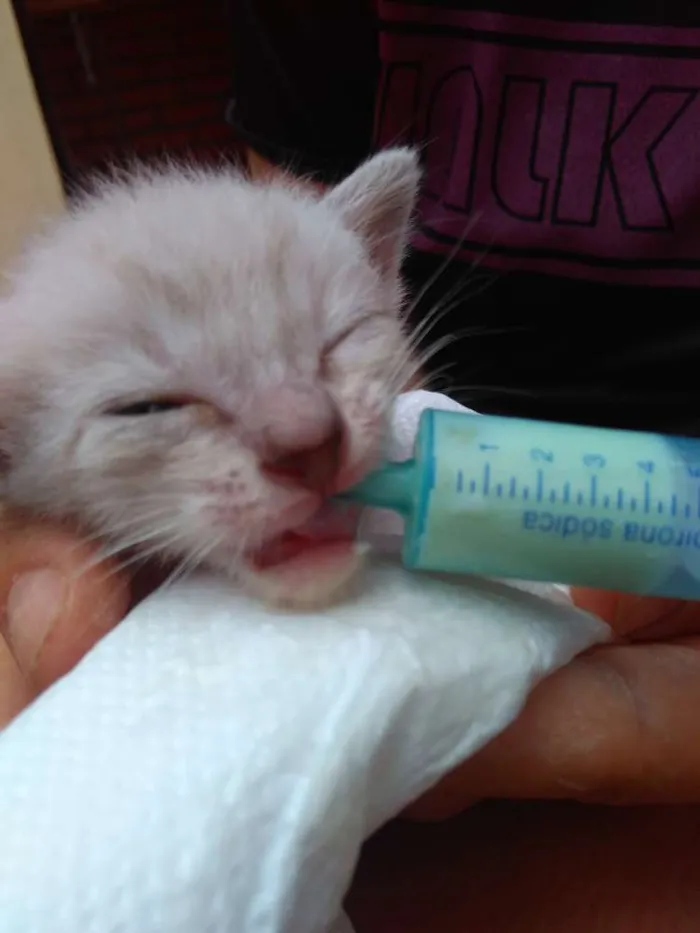 Gato ra a  idade Abaixo de 2 meses nome Sem nomes