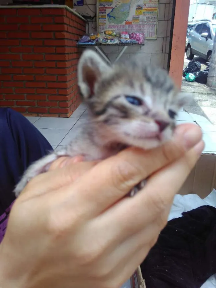 Gato ra a  idade Abaixo de 2 meses nome Sem nomes
