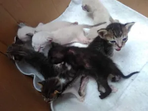 Gato raça  idade Abaixo de 2 meses nome Sem nomes