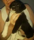 Peninha