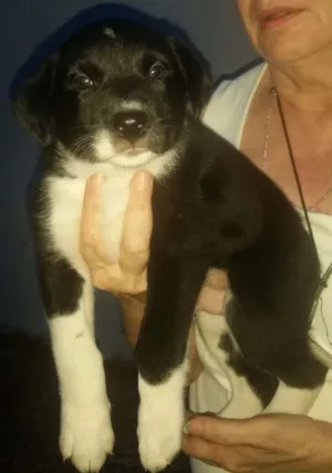 Cachorro raça Srd idade Abaixo de 2 meses nome Peninha  