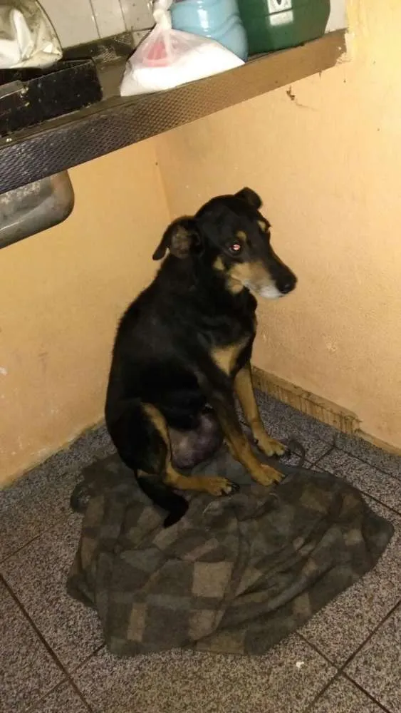 Cachorro ra a vira lata idade 6 ou mais anos nome neguinha