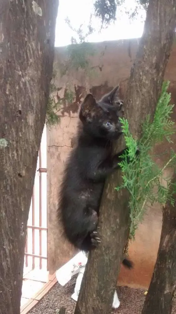 Gato ra a SRD idade Abaixo de 2 meses nome sem nome