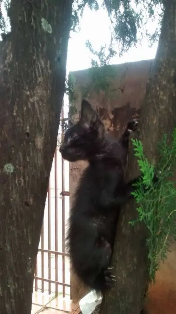 Gato ra a SRD idade Abaixo de 2 meses nome sem nome