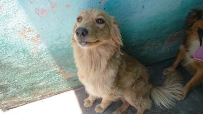Cachorro raça SRD idade 2 anos nome Clarinha