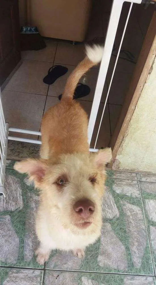 Cachorro ra a Srd idade 2 a 6 meses nome Buck