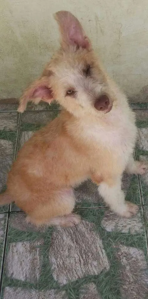 Cachorro ra a Srd idade 2 a 6 meses nome Buck