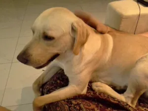 Cachorro raça Labrador idade 2 anos nome Marley