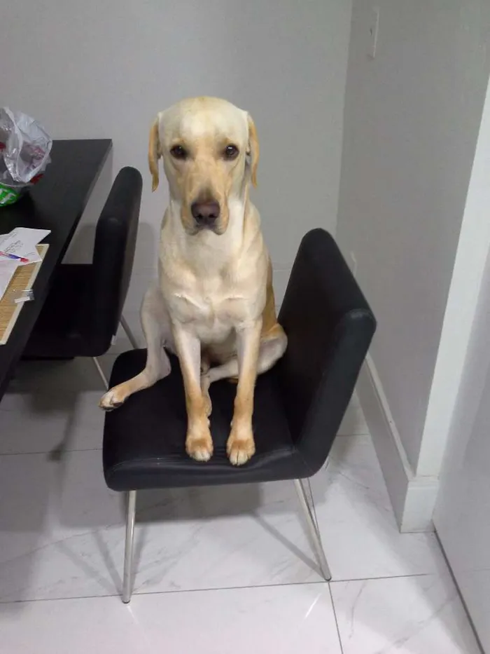 Cachorro raça Labrador idade 2 anos nome Marley