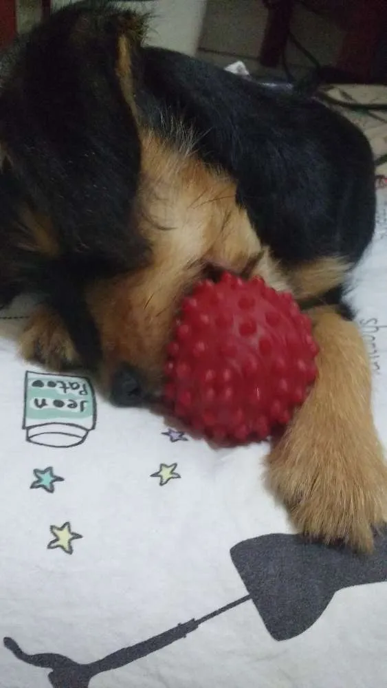 Cachorro ra a SRD idade 2 a 6 meses nome Zack (Provisório)