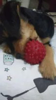 Zack (Provisório)